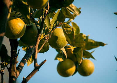 Wild lemons growing outdoors on tree