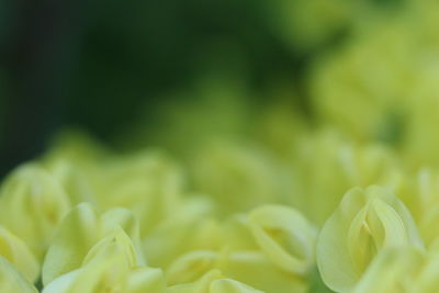 Close-up of flowering plant