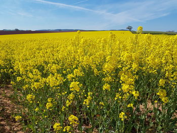 Rapeseed flowers blooming on field against sky