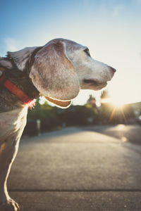 Close-up of dog against sky