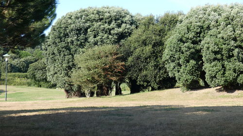 Trees on field against sky