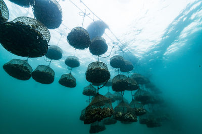Oyster farm, ishikawa, notojima , japan