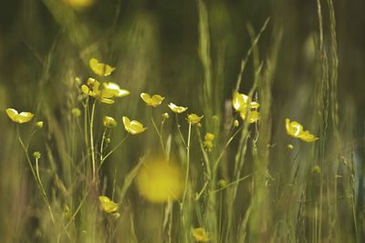 Close-up of flower in field