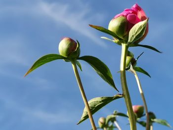 Close-up of flowering plant against sky