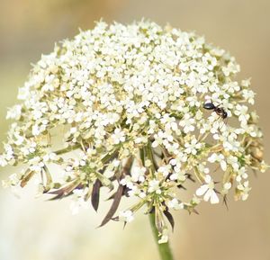 Close-up of insect on white flowers