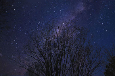 Low angle view of bare tree against sky at night