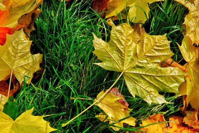 Directly above shot of fallen yellow maple leaves on field