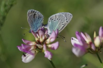 Close-up of butterflies mating on purple flower
