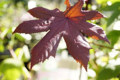 Close-up of maple leaves