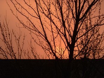 Silhouette bare tree against sky during sunset