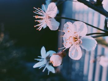 Close-up of white cherry blossoms