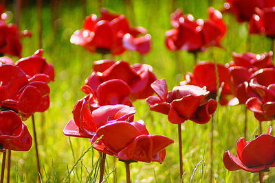 Close-up of red flowers blooming in garden