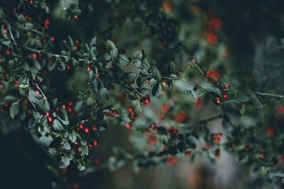 Close-up of berries growing on tree