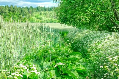 Scenic view of green landscape