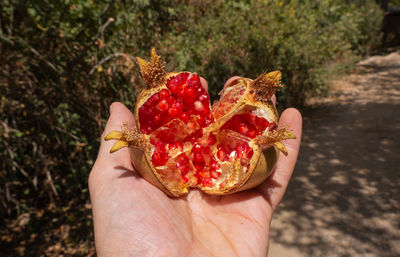 Ripe pomegranate in the men hand. harvest concept. selective focus.