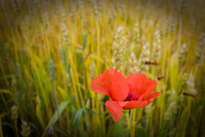 Close-up of flower blooming in field