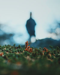 Silhouette of plant against sky