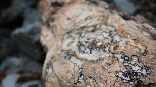 Extreme close up of tree trunk