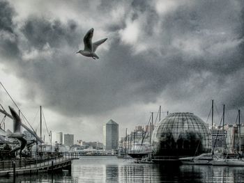 Seagull flying against cloudy sky