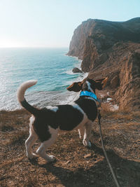 Dog on the beach