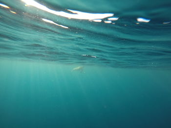 Close-up of swimming underwater