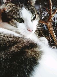 Close-up portrait of cat