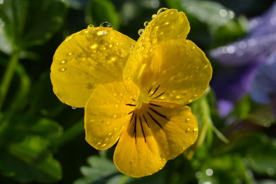 Close-up of wet yellow flower