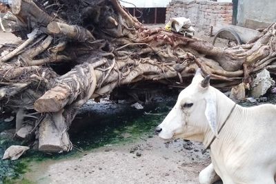 View of cow on field