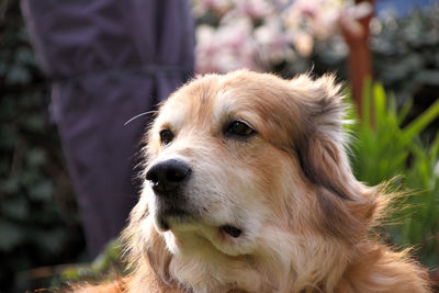 Close-up of dog looking away