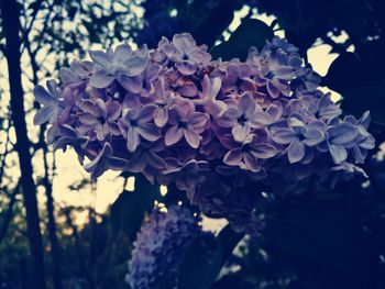 Close-up of flowers blooming on tree