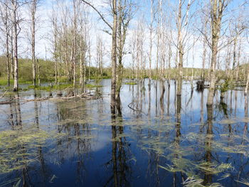 Scenic view of lake in forest