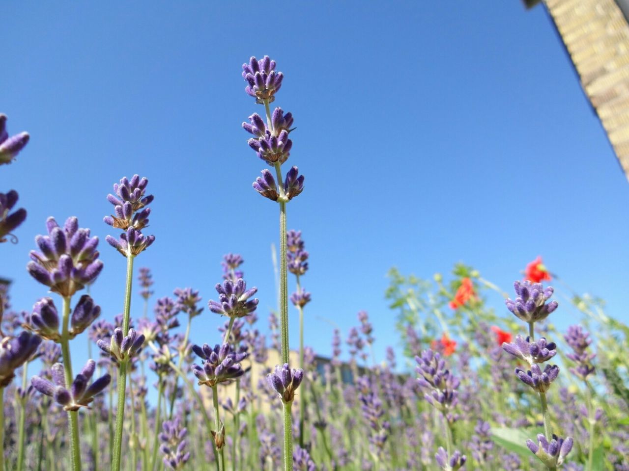 flower, freshness, clear sky, fragility, growth, blue, beauty in nature, petal, plant, nature, blooming, stem, field, flower head, in bloom, close-up, purple, low angle view, focus on foreground, day