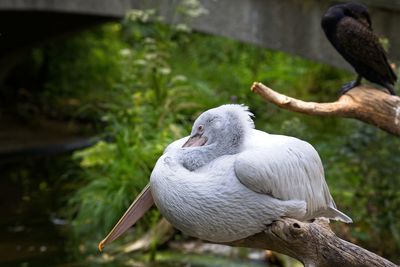 Close-up of bird perching on a tree