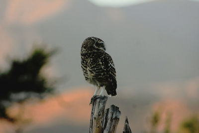 Close-up of eagle perching outdoors