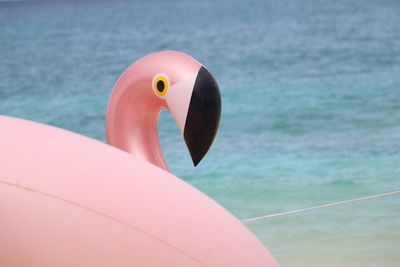 Close-up of a duck in sea