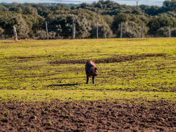 View of a horse on field