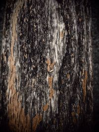 Close-up of tree trunk