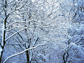 Full frame shot of bare tree during winter