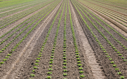 Scenic view of corn field