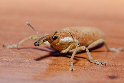 Close-up of insect