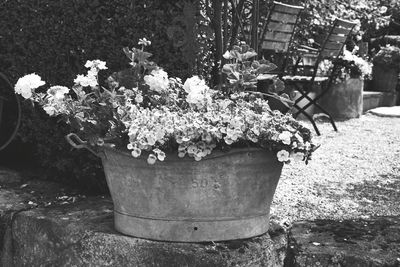 Close-up of potted plant in park