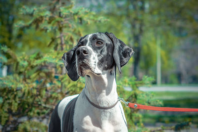 Close-up of a dog looking away