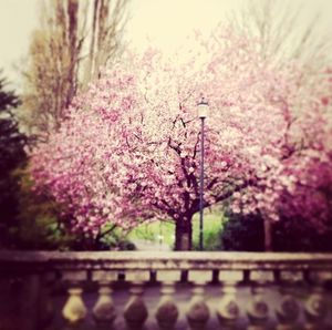 Pink flowers blooming in park