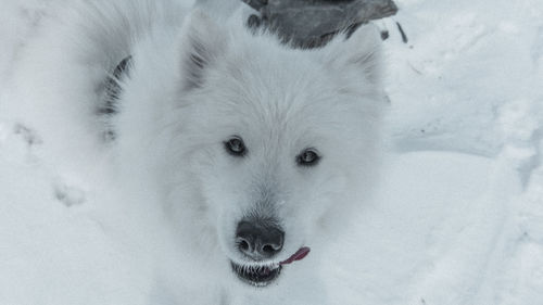 Close-up portrait of dog in snow