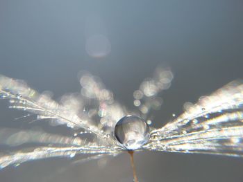 Close-up of drop on flower