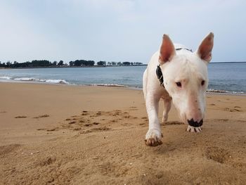 View of a dog on beach