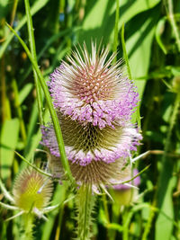 Close-up of purple flowering plant on field
