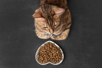 Dry cat food on a dark background. blurred cat head. selective focus. copy space.