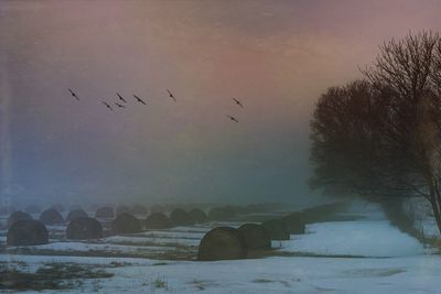 Birds flying over snow covered trees against sky