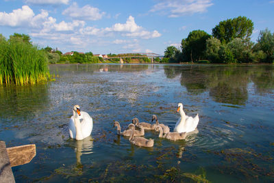 Swans swimming in lake